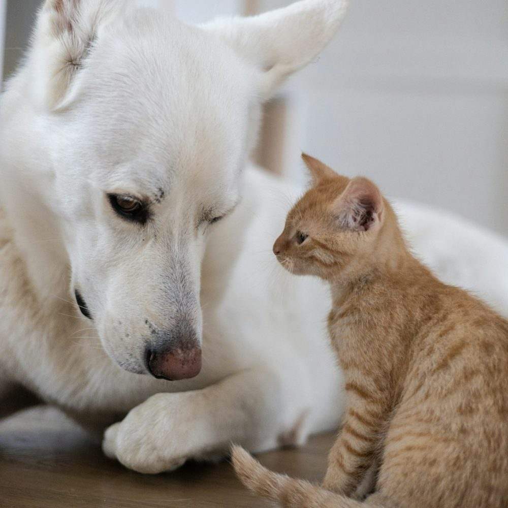 A happy dog and cat
