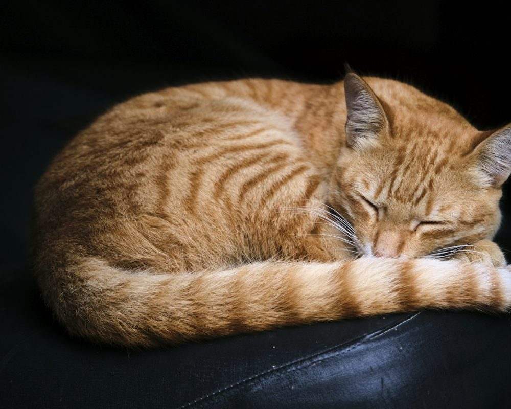 A cat resting happily