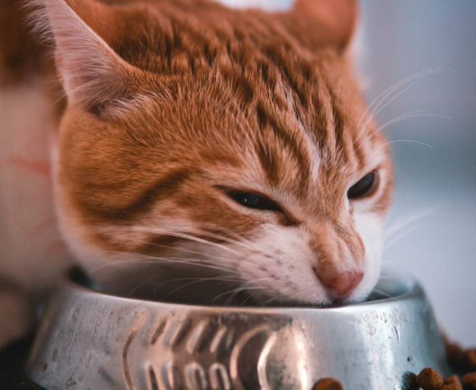 A cat enjoying its food