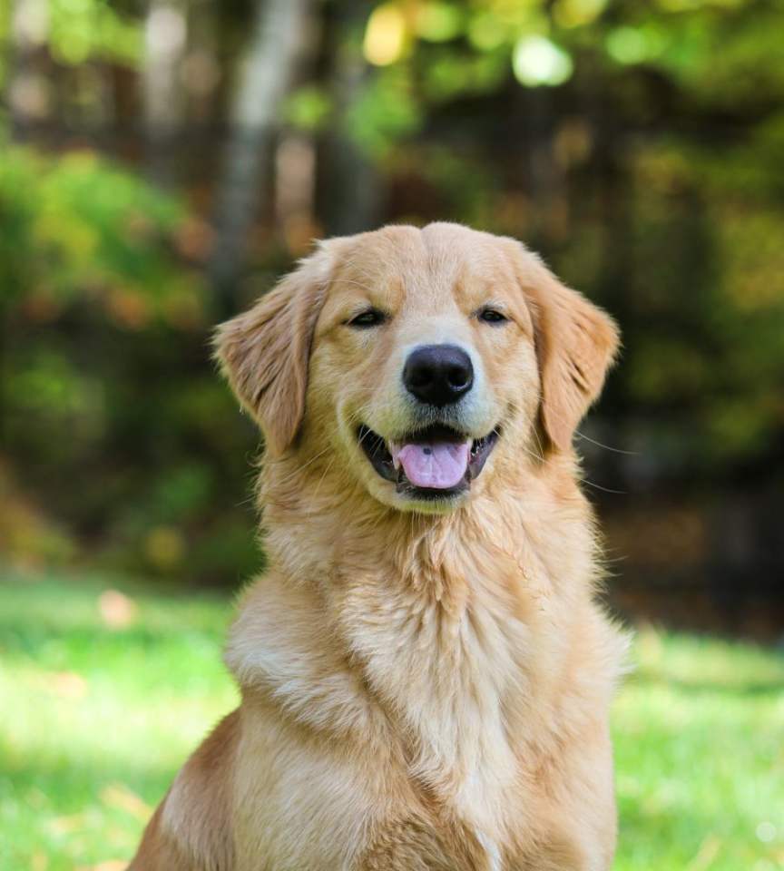 A happy golden retriever