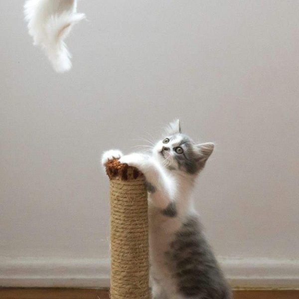 Sisal Cat Scratching Post