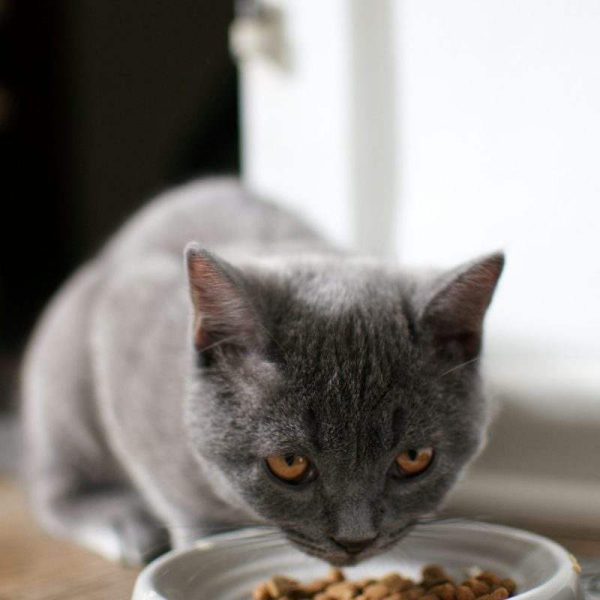 Whisker & Co. Cat Food — Chicken, 1.5 kg